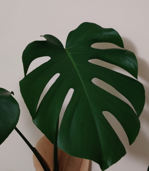 picture of monstera leaf
